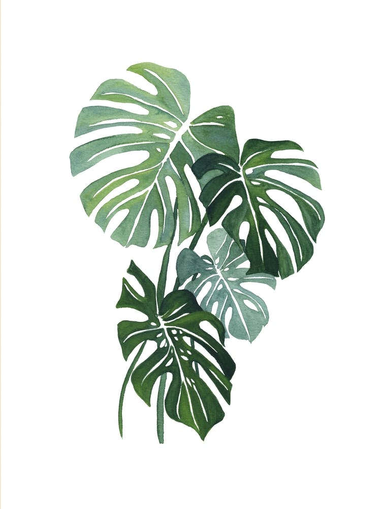 Monstera Leaf 3
