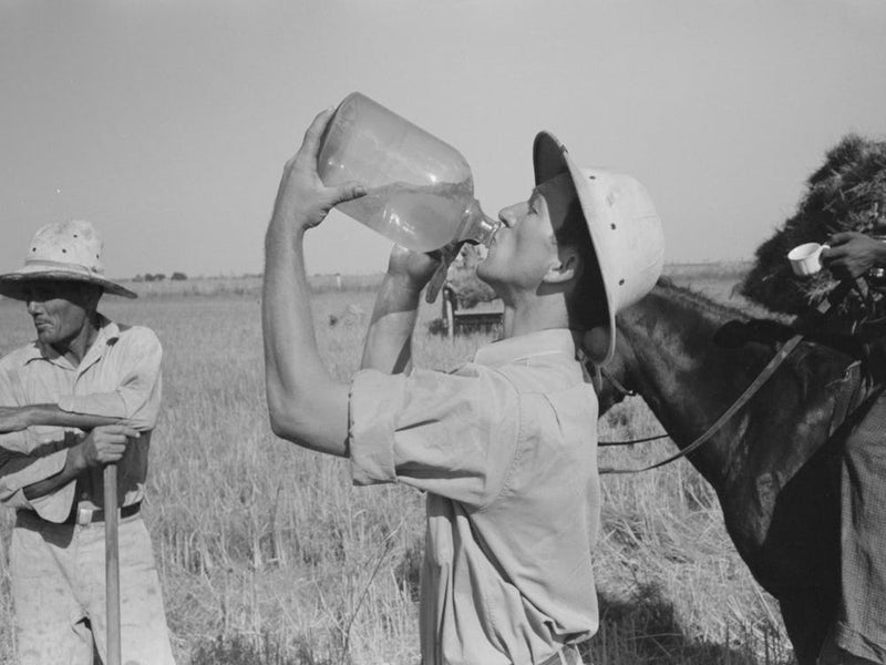 Rice Farmer Drinking In The Fields, Crowley, Louisiana By Russell Lee