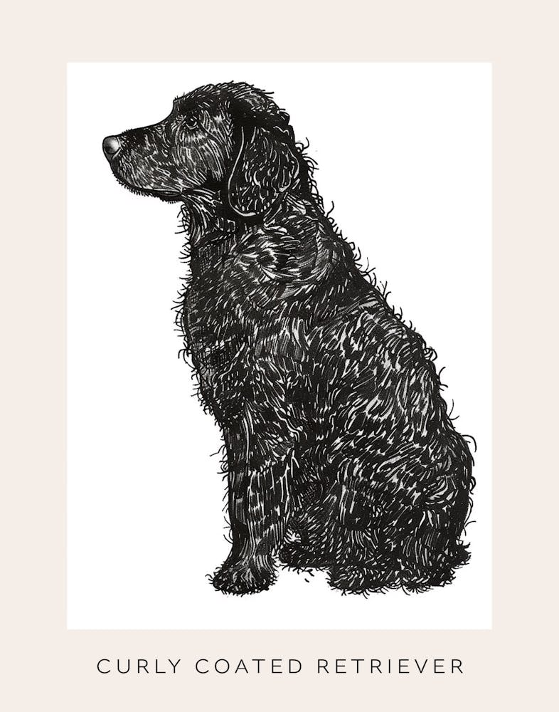 Curly Coated Retriever Dog Line Sketch Poster