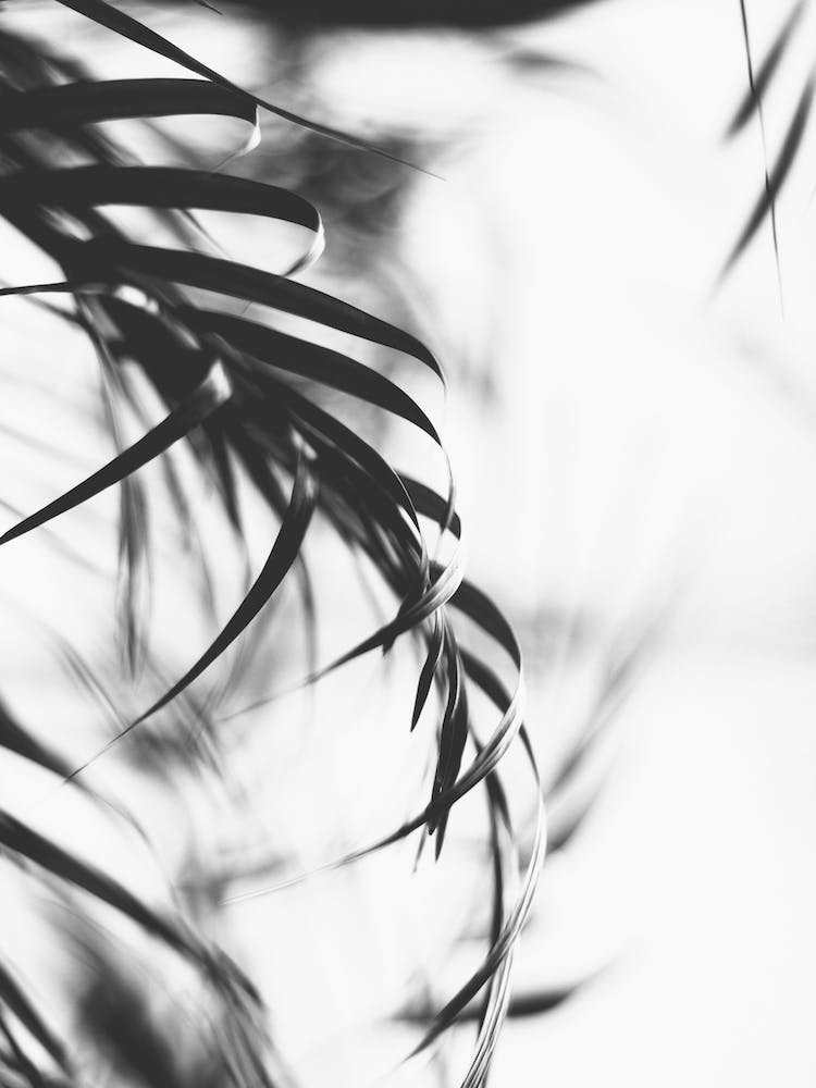 Minimalist Leaf
