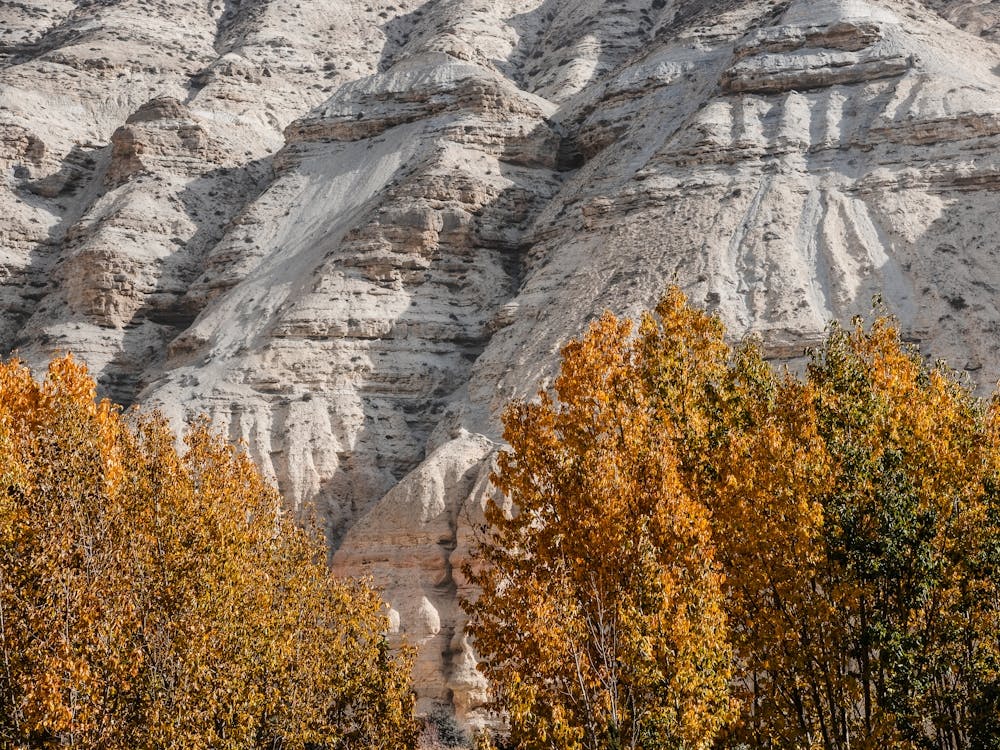 Autumn Trees In The Mountains In Nepal