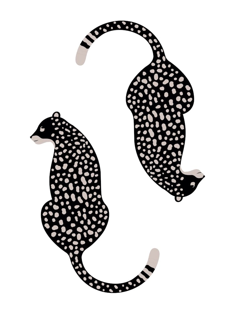 Cheetahs 2