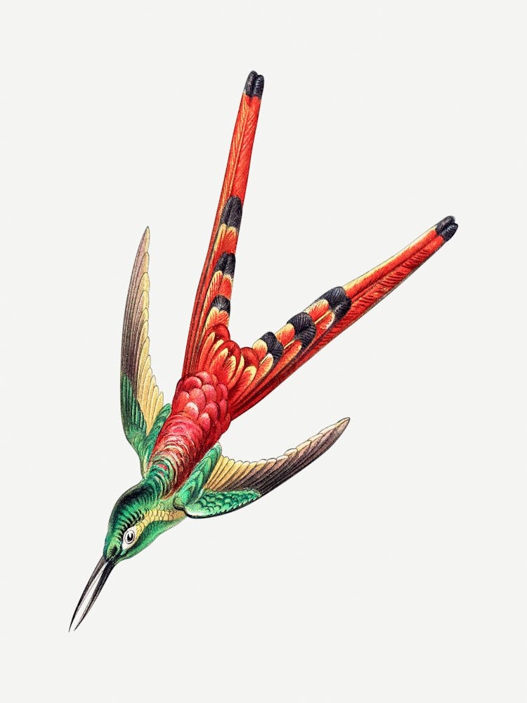 Hummingbird