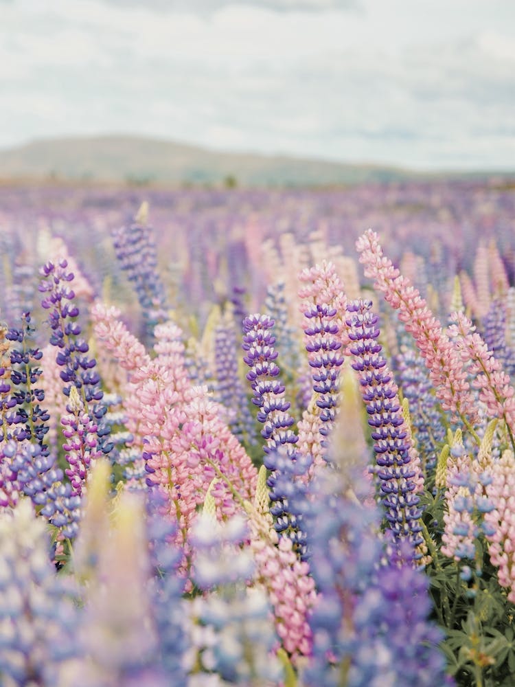 Pastel Lupine Flowers