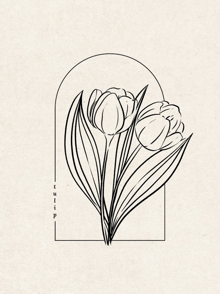 Tulips Flower