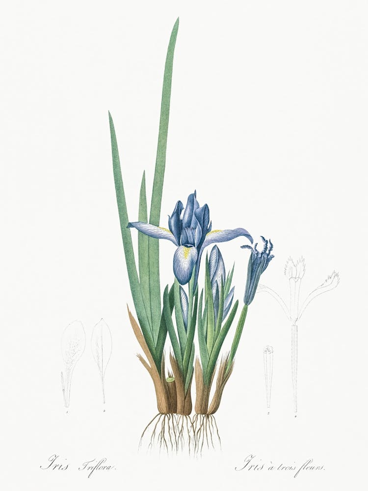 Milky Iris Illustration From Les Liliacées (1805), Pierre Joseph Redoute
