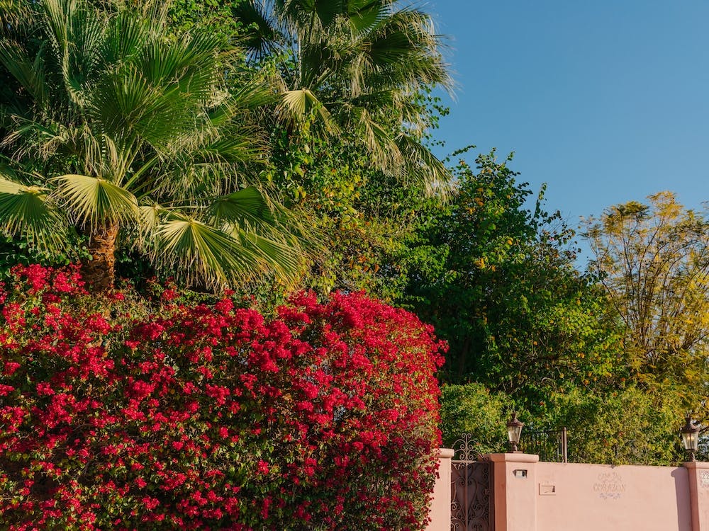 Palm Springs Pink