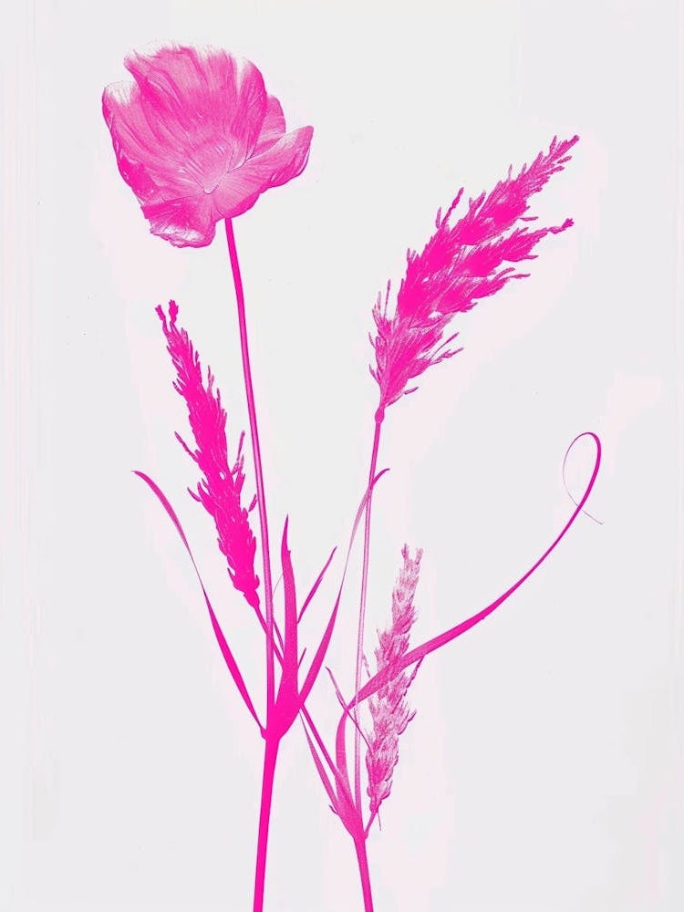 Hot Pink Fountain Grass 1