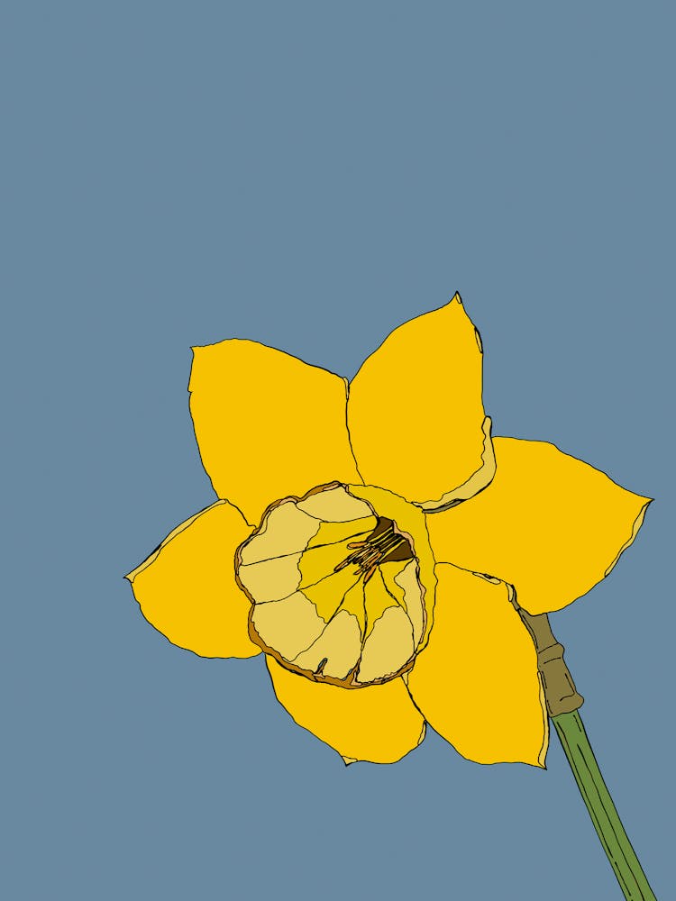 Daffodil