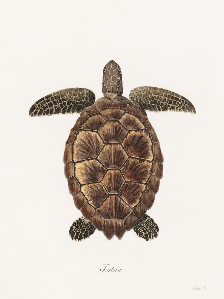 Tortoise (1789), James Heath