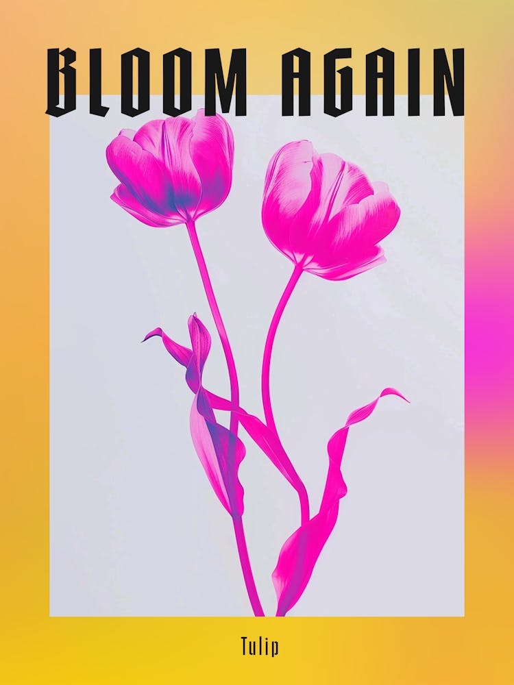 Hot Pink Tulip 3 Poster