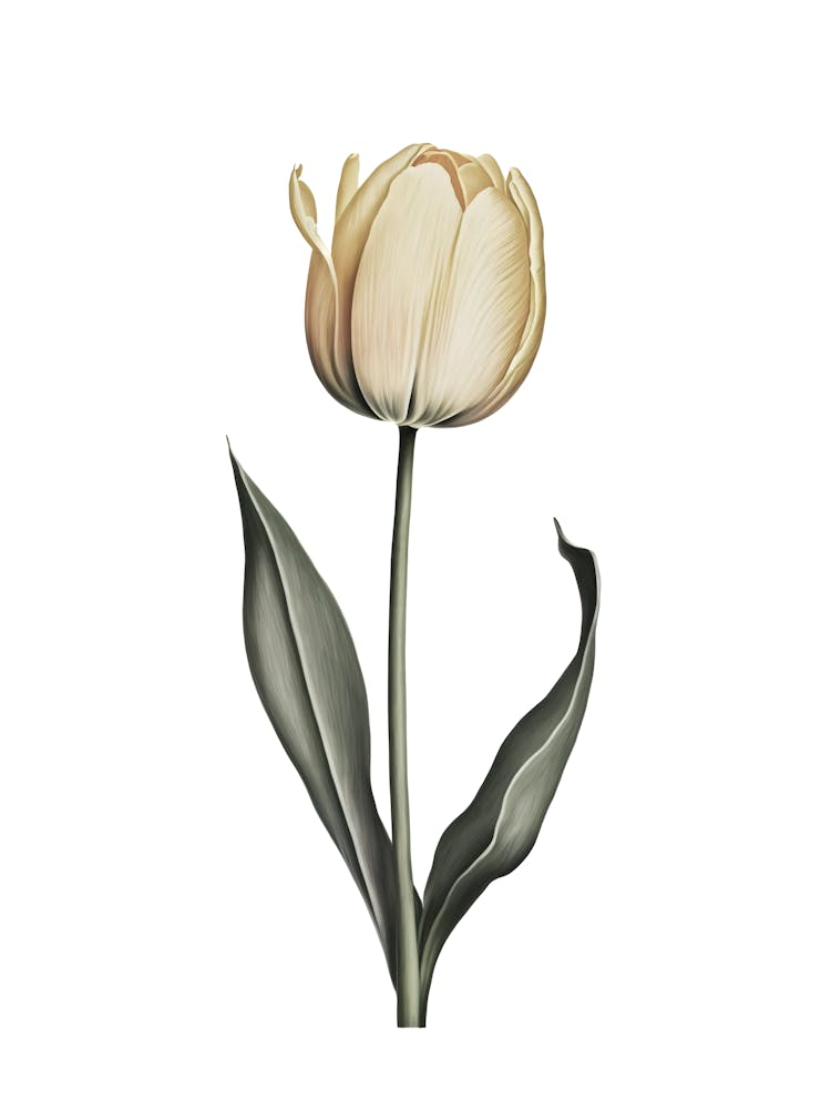 Elegant Yellow Tulip Botanical Illustration