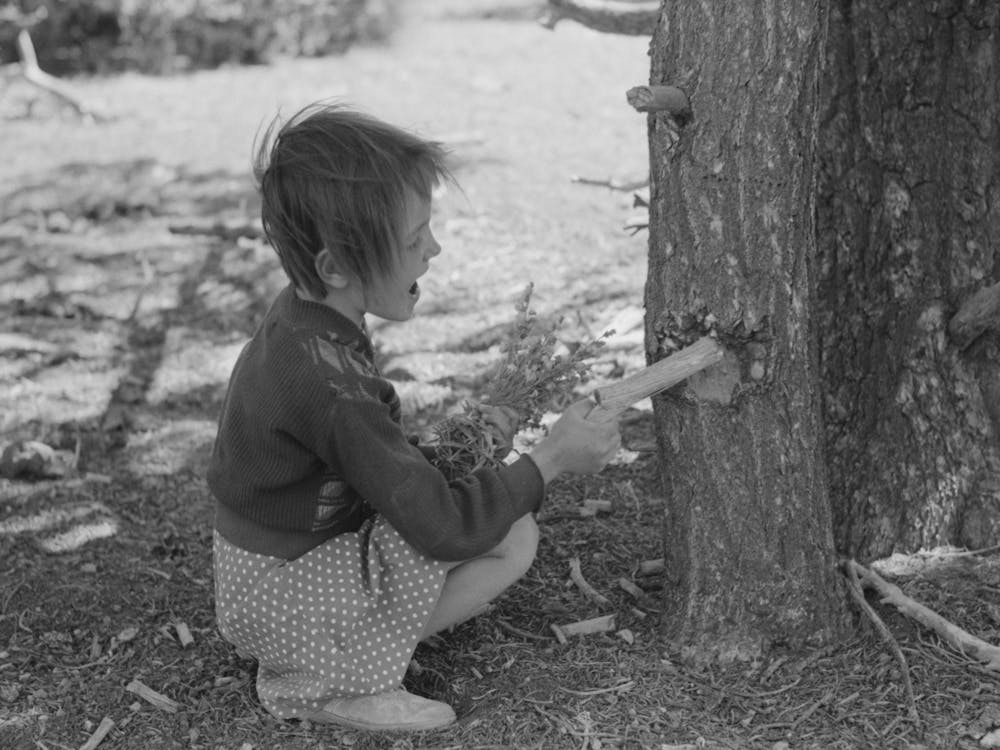 Josie Caudill Getting Resin From Pinon Tree For Chewing Gum, Pie Town, New Mexico By Russell Lee