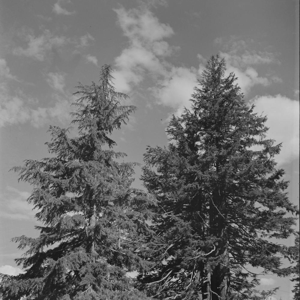 Douglas County, Oregon, Trees And Clouds By Russell Lee