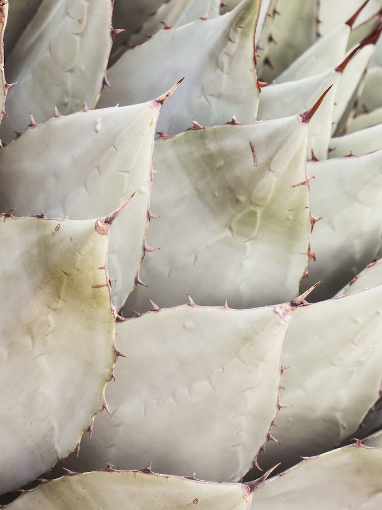 Agave Succulent