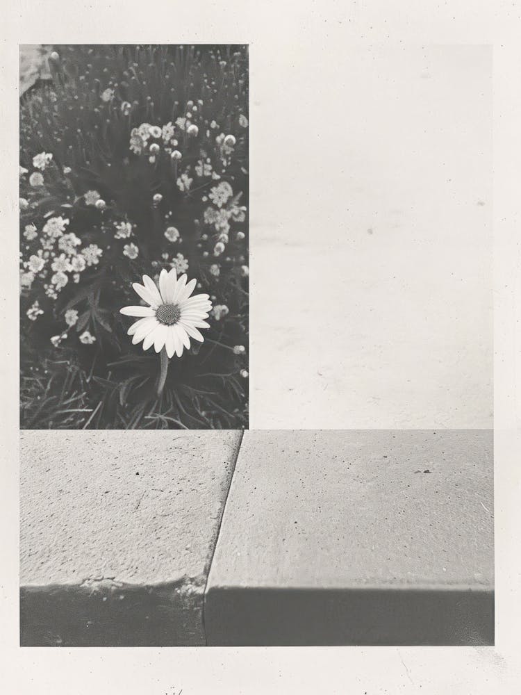 Daisy Flower Photo Collage 5