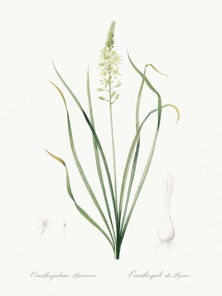 Wild Asparagus Illustration From Les Liliacées (1805), Pierre Joseph Redoute