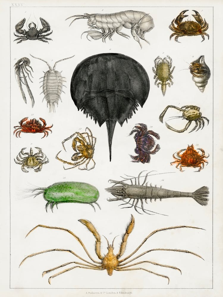Collection Of Various Arthropods, Oliver Goldsmith