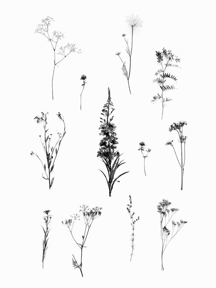 Botanical Bw