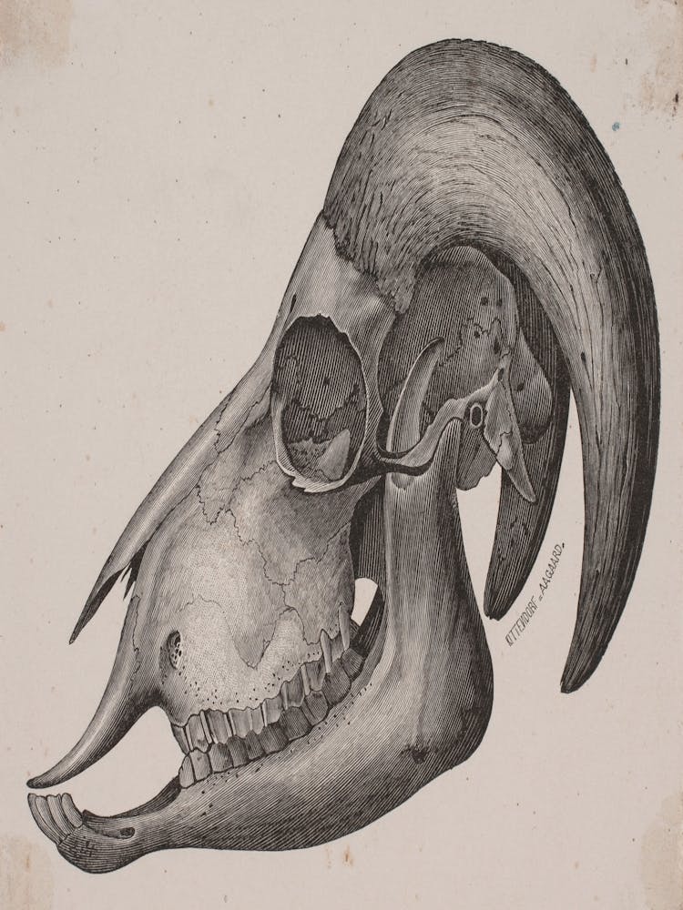 Ram Skull