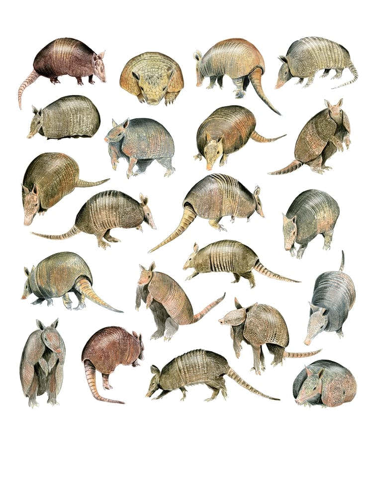 Armadillos