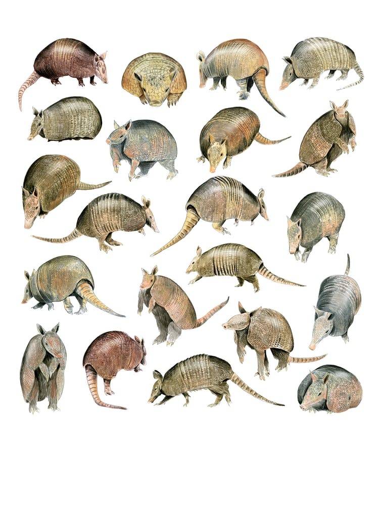 Armadillos