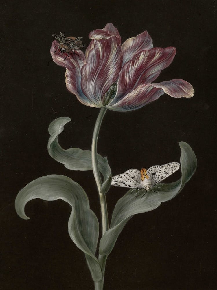 Tulip With Bee