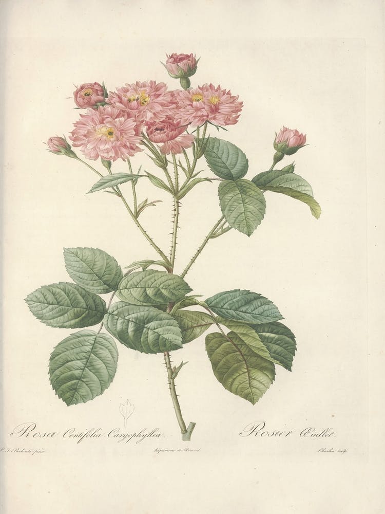 Rose Illustration, Pierre Joseph Redoute (39)