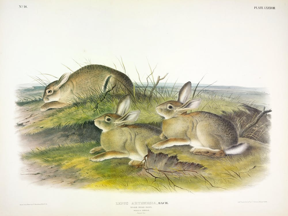 Wormwood Hare, John James Audubon
