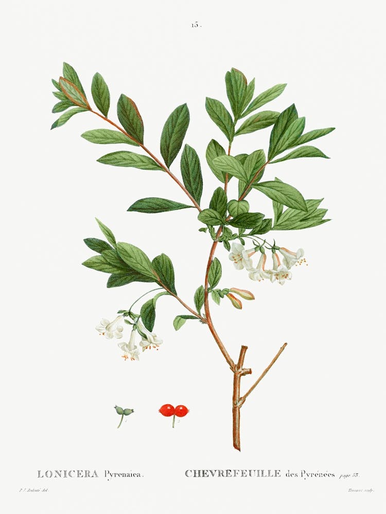 Lonicera Pyrenaica, Pierre Joseph Redoute
