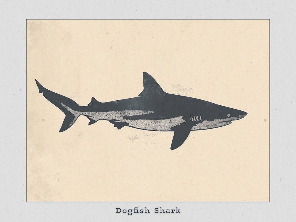 Dogfish Shark Silhouette 4 Poster
