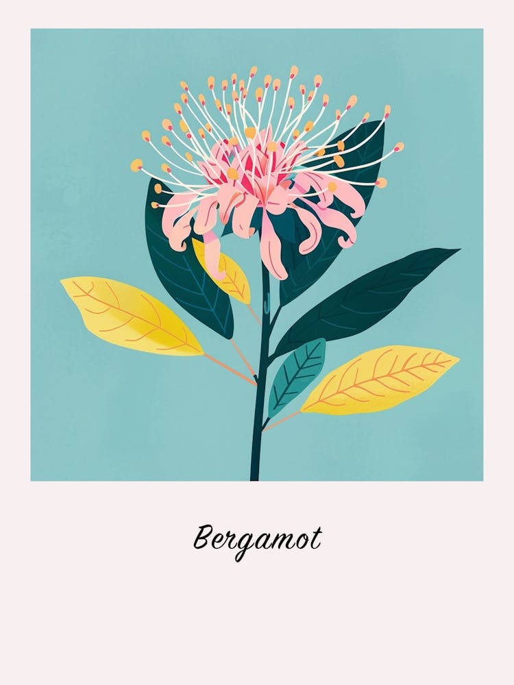 Bergamot 1 Square Flower Illustration Poster