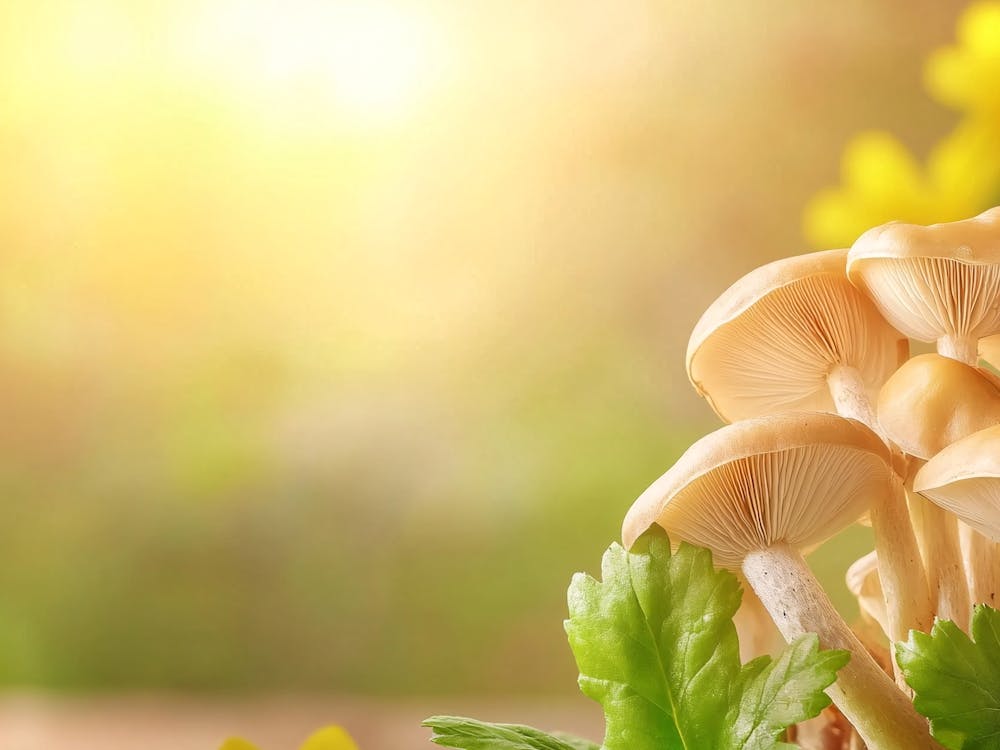 Mushroom in the Sun