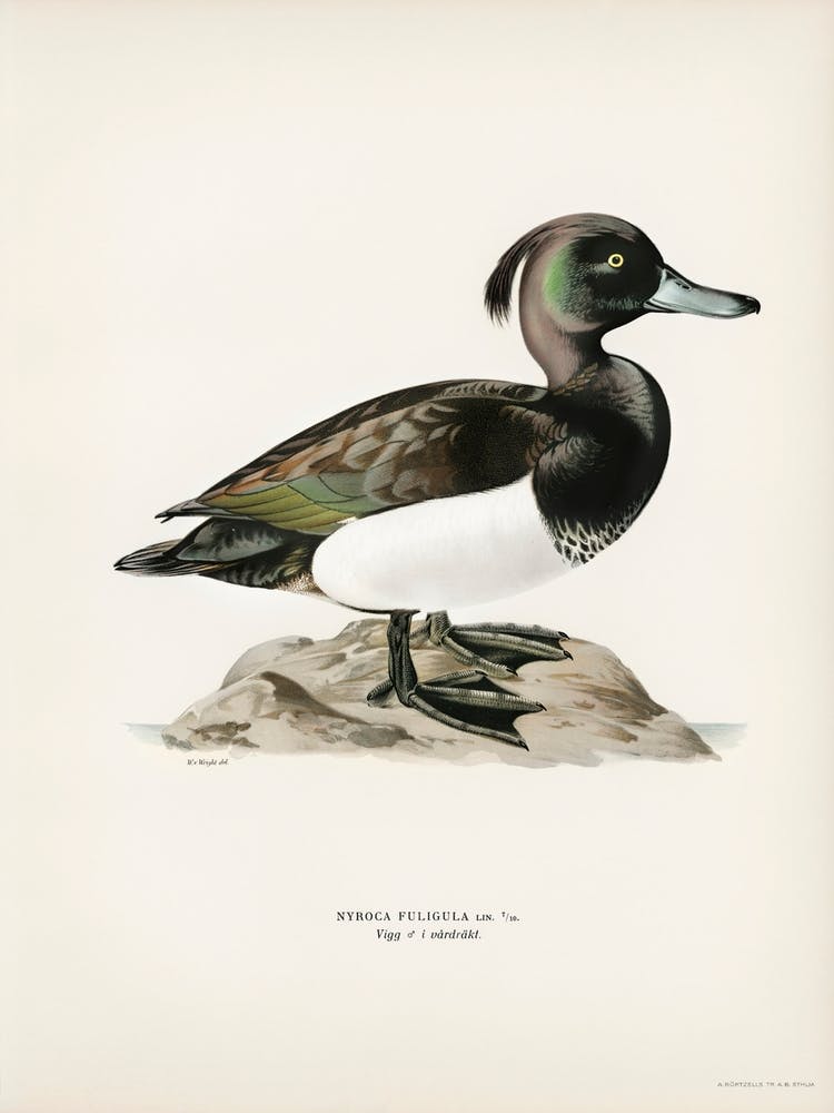Ferruginous Duck Male (Nyroca Fuligule), The Von Wright Brothers