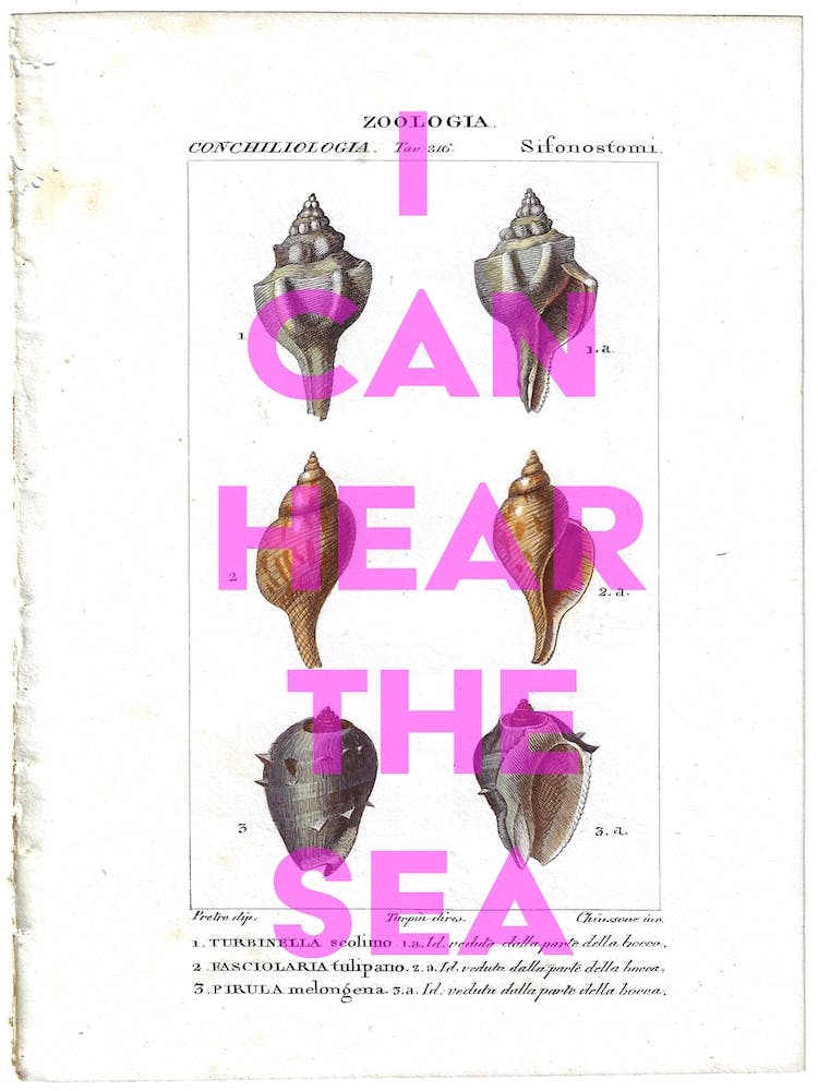 I Can Hear The Sea Vintage Sea Shell