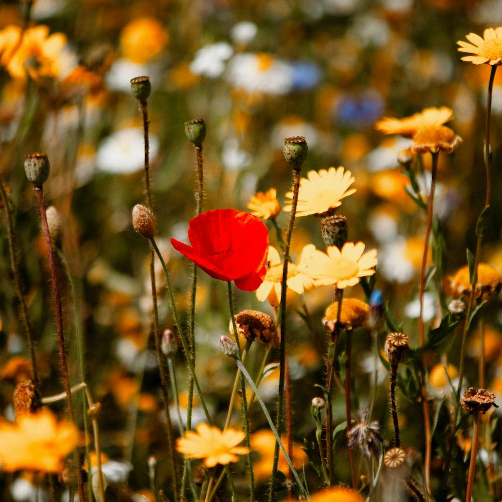 Red Poppy Flower In A Summers Field  Colour Nature Photography Square