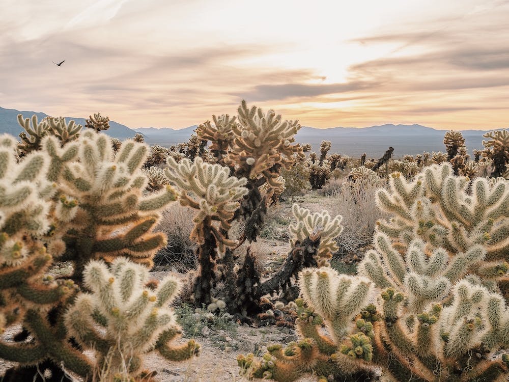 Cholla Cactus Desert