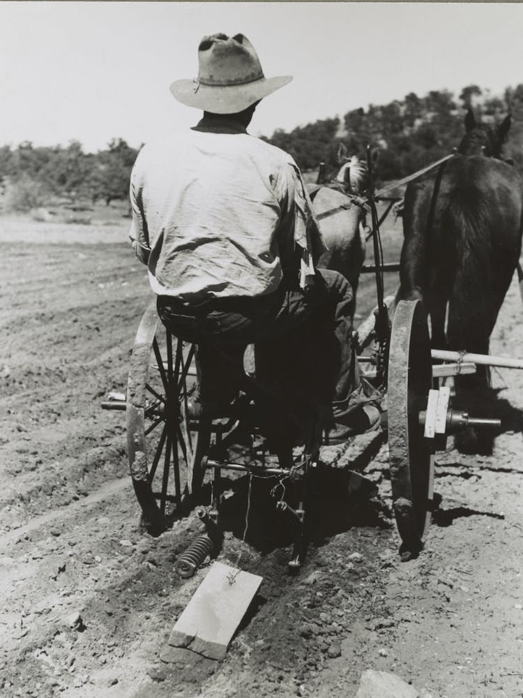 Faro Caudill Planting Beans, The Block Of Wood Dragging After The Planter Is A Homemade Contrivance For Smoothing