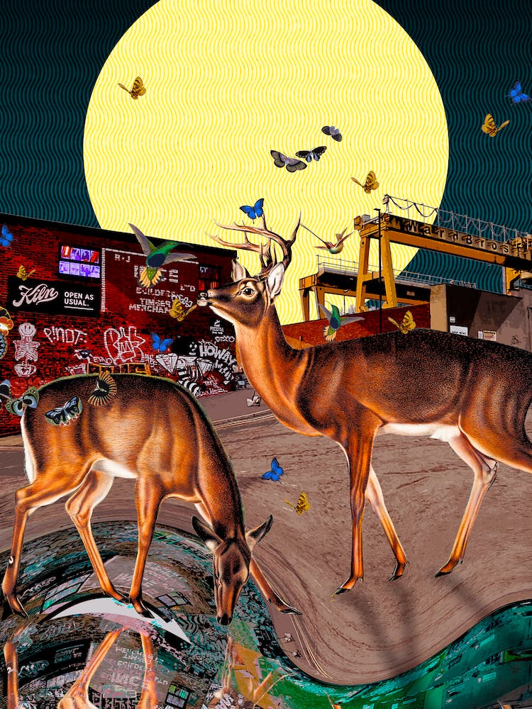 Deer On Brinkburn Street