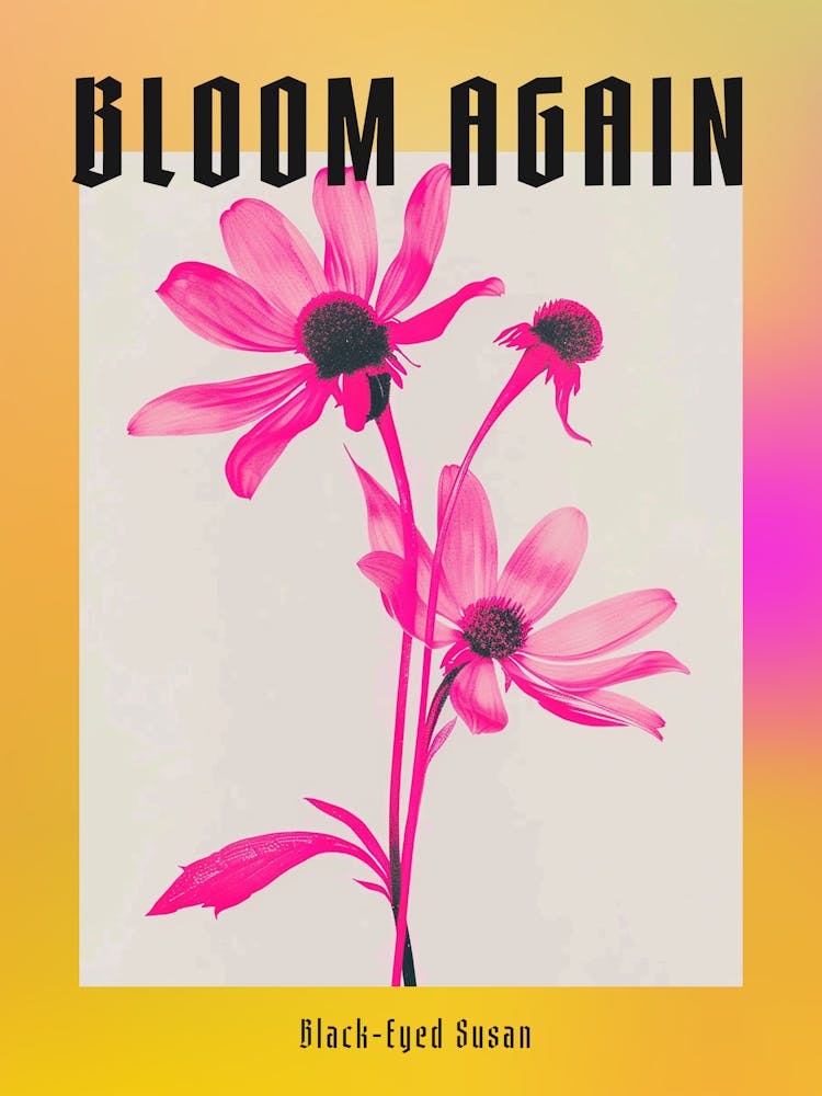 Hot Pink Black Eyed Susan Poster