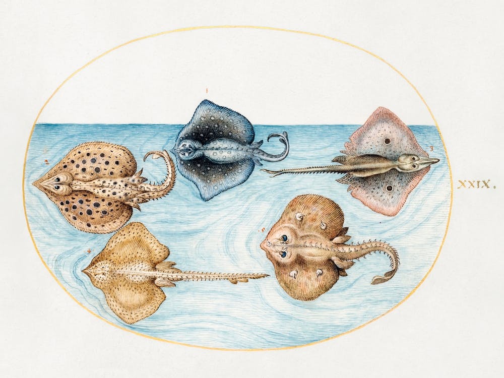 Homelyn Ray And Four Other Rays Or Skates (1575–1580), Joris Hoefnagel