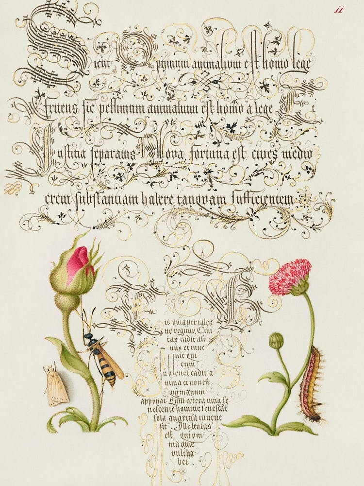 Wainscot, French Rose, Wasplike Insect, English Daisy, And Caterpillar From Mira Calligraphiae Monumenta, Joris Hoefnagel