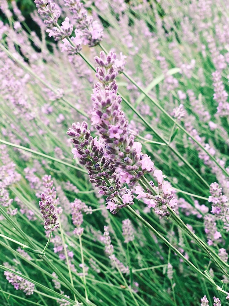 Lavender In The South Of France