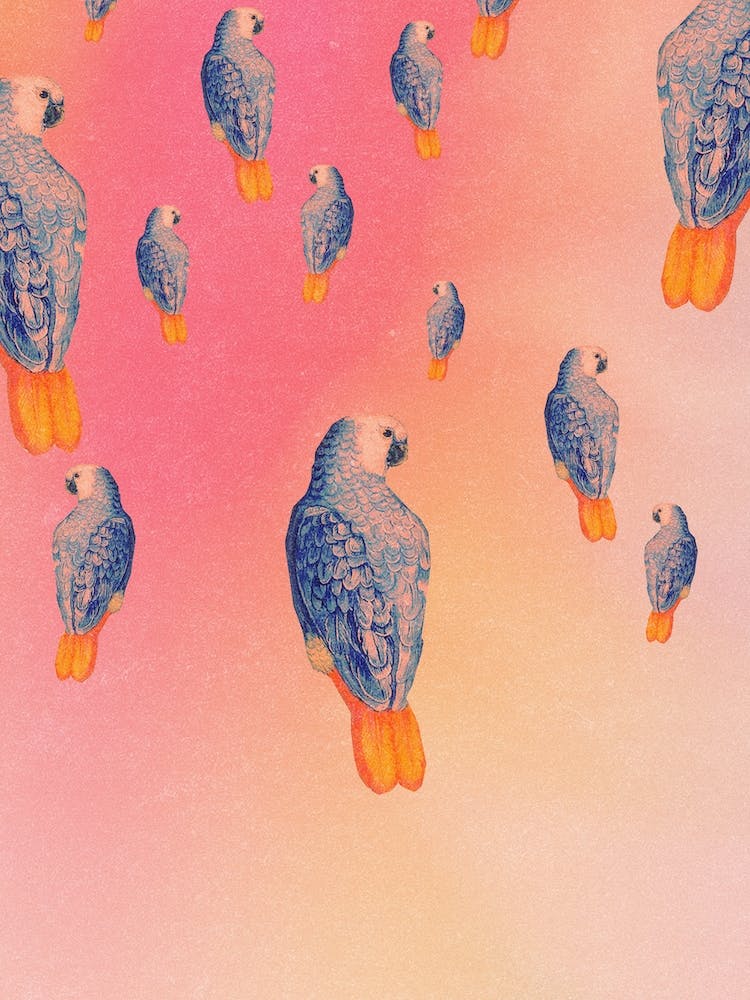 Rainbow Wings In Pink