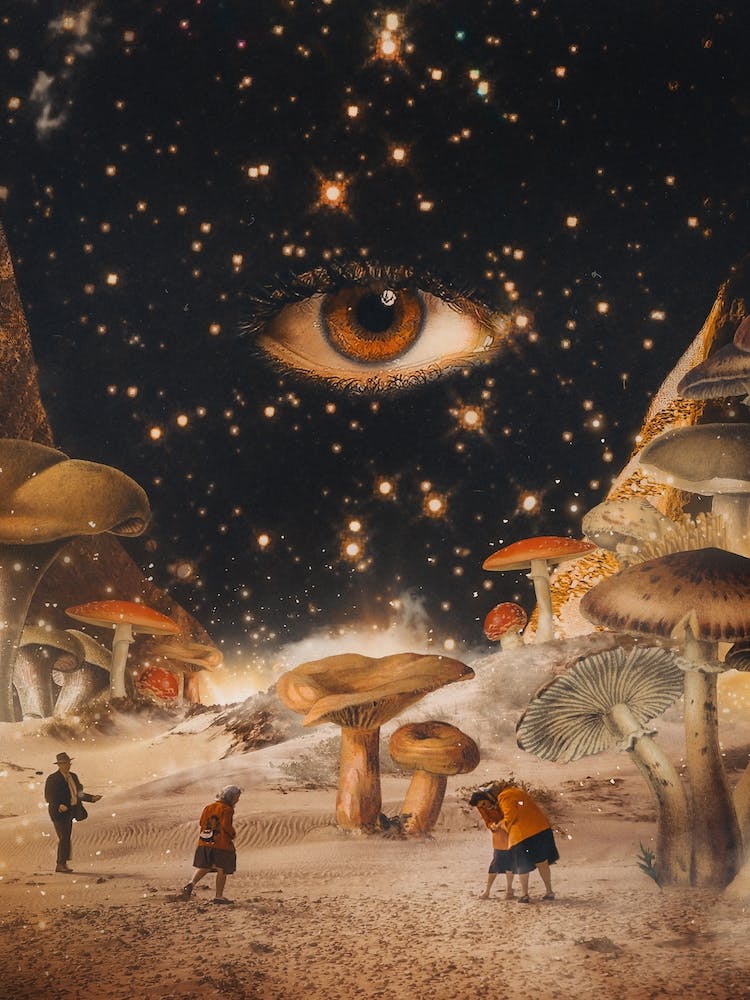 Lost In Fungi Desert