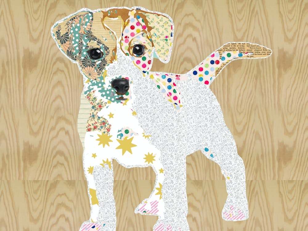 Jack Russel Welpe