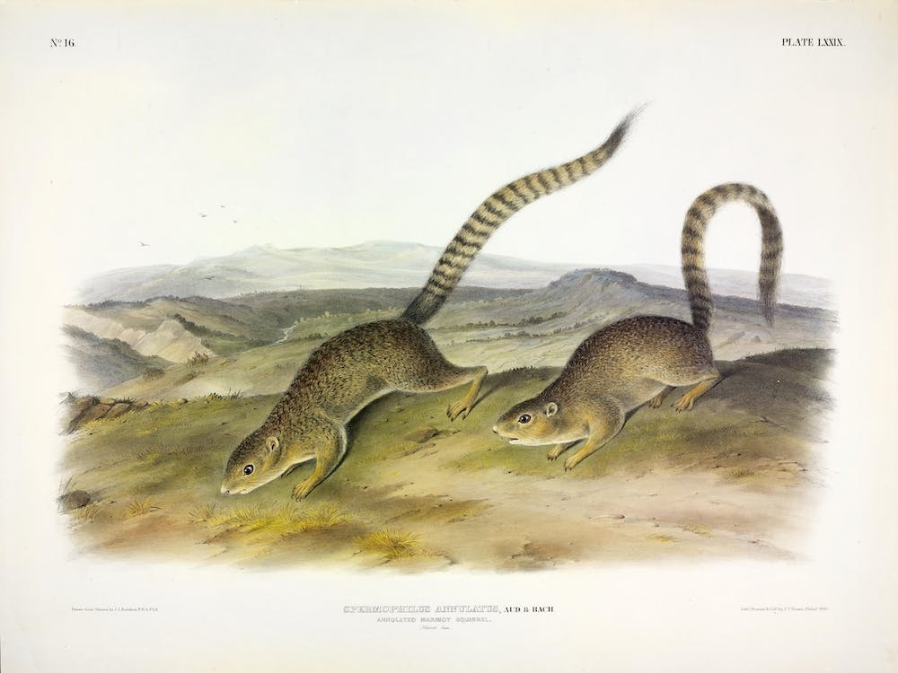 Murmeltier Eichhörnchen 2, John James Audubon