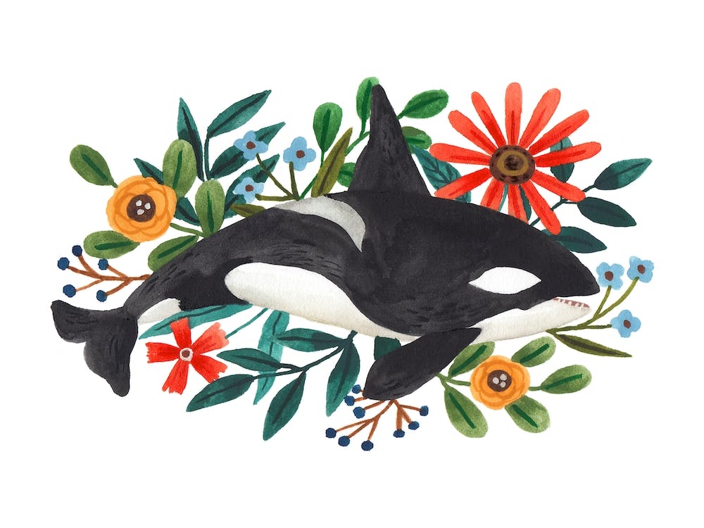 Orca