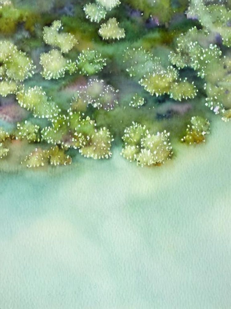 Acropora Nasuta Ii Storybook Watercolour