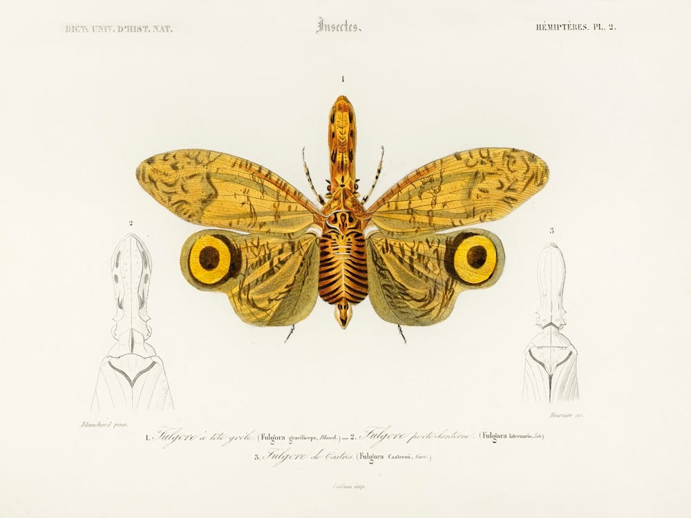 Fulgora Graciliceps, Charles Dessalines D'Orbigny